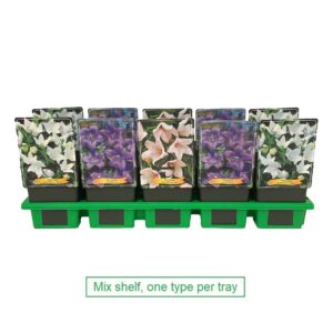 Platycodon grandiflorus Platycodon mix laag P11
(10 Plants/Order)(11cmP 50cmH)