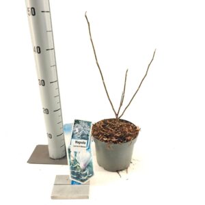 Magnolia loebneri Leonard Messel Magnolia 'Leonard Messel'
(1 Plants/Order)(17cmP 35cmH)