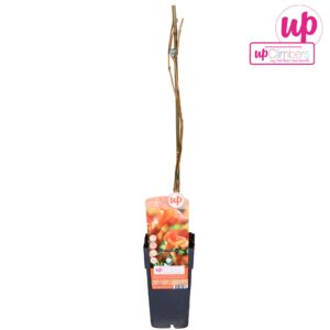 Campsis x tagliabuana Madame Galen Campsis x tag Madame Galen (geënt) P15
(10 Plants/Order)(15cmP 65cmH)