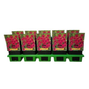 Geranium Geranium 'Red Admiral' P11
(10 Plants/Order)(11cmP 25cmH)