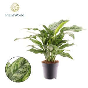Aglaonema other Aglaonema Romeo
(1 Plants/Order)(17cmP 50cmH)