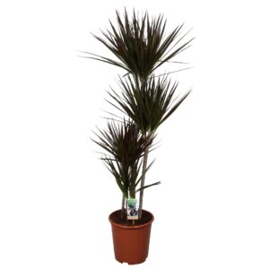 Dracaena Magenta Dracaena Magenta 90-60-30-15
(1 Plants/Order)(27cmP 140cmH)