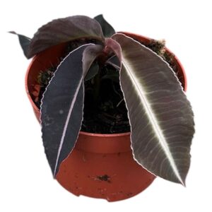 other plants Labisia Pumila
(9 Plants/Order)(10.5cmP 15cmH)