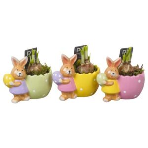 Narcissus Tete a Tete PTNP4498 Arrangement Narcissus Easter in Ceramics Pot
(9 Plants/Order)(13cmP 13cmH)