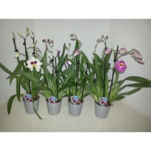 Miltonia Miltonia mix 2 spike
(10 Plants/Order)(12cmP 45cmH)