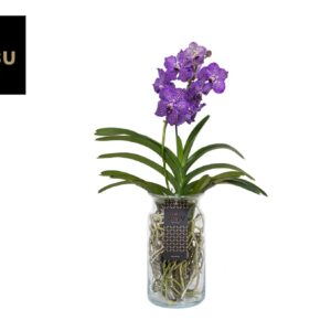 Vanda Vanda Bose XL Purple
(5 Plants/Order)(14cmP 60cmH)