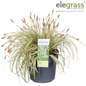 Carex hachijoensis Evergold Carex hachijoensis 'Evergold' P19
(1 Plants/Order)(19cmP 40cmH)
