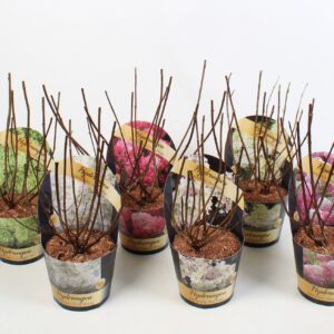 Hydrangea paniculata Hydrangea paniculata mix 17 cm in potcover Classic
(1 Plants/Order)(17cmP 45cmH)