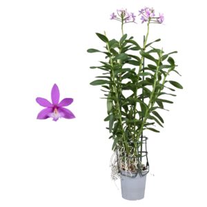 Epidendrum Epidendrum purple 2 spike
(5 Plants/Order)(12cmP 55cmH)