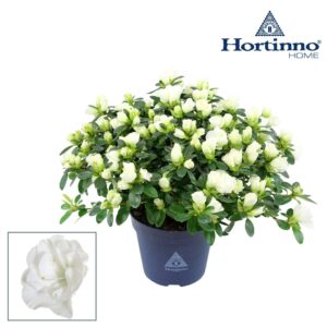 Rhododendron Hortinno Noralinde Bel Hortinno® Home 'Noralinde' 25 - 27 cm
(8 Plants/Order)(13cmP 25cmH)
