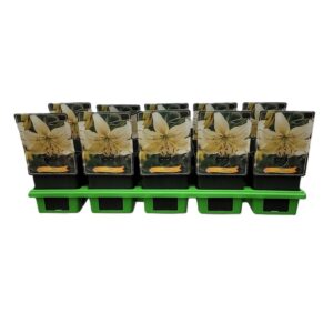 Lilium Lilium 'Sweet Surrender' P11
(10 Plants/Order)(11cmP 25cmH)