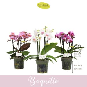 Phalaenopsis Multiflora Boquetto Pinko mix 3-5 spike
(12 Plants/Order)(12cmP 35cmH)