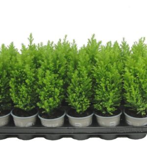 Chamaecyparis law. 'Ellwood's Gold' Chamaecyparis lawsoniana 'Ellwood's Gold'
(18 Plants/Order)(9cmP 20cmH)