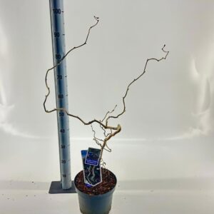 Corylus avellana Corylus avellana 'Red Majestic'
(1 Plants/Order)(23cmP 60cmH)