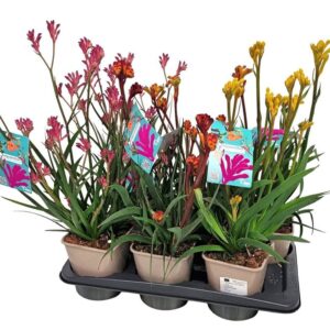 Anigozanthos other Anigozanthos mix
(8 Plants/Order)(15cmP 55cmH)