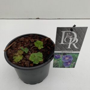 Geranium Rozanne Geranium 'Rozanne'
(1 Plants/Order)(17cmP 20cmH)