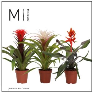 Bromelia Bromelia Royal Cupcake - 12cm | Mimesis
(10 Plants/Order)(12cmP 45cmH)