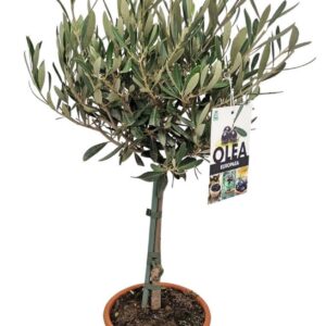 Olea europaea Olea Europaea Stem - 1241
(6 Plants/Order)(17cmP 55cmH)