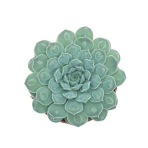 Echeveria Echeveria heart signal 10,5 cm
(10 Plants/Order)(10.5cmP 14cmH)
