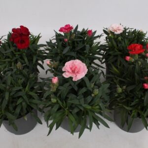 Carnation Carnation Oscar mixkar
(12 Plants/Order)(10.5cmP 15cmH)