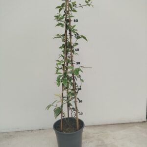 Trachelospermum jasminoides Trachelospermum jasminoides Variegata
(1 Plants/Order)(19cmP 90cmH)