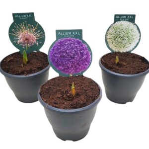 Droge Bulbs Allium Ball ALLIUM mix
(1 Plants/Order)(19cmP 35cmH)