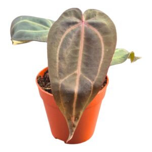 Anthurium Leaf DocBlock Anthurium Dark & Handsome® '9' X Minerva® '20'
(5 Plants/Order)(9cmP 20cmH)