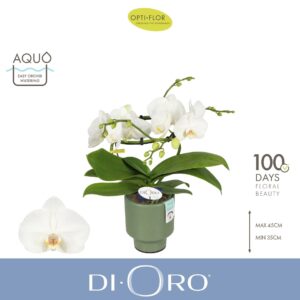 Phalaenopsis white more Ripsen Dioro Prestige 2 spike in Emilia Green Aquo
(3 Plants/Order)(12cmP 50cmH)