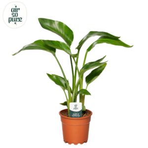 Strelitzia nicolai Strelitzia Nicolai p17 Air So Pure
(6 Plants/Order)(17cmP 65cmH)