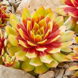 Sempervivum Chick Charms Gold Nugge @Gold Nugget
(10 Plants/Order)(12cmP 14cmH)