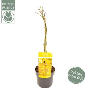 Acer palmatum Acer palm. 'Cascade Citrine'
(1 Plants/Order)(19cmP 70cmH)