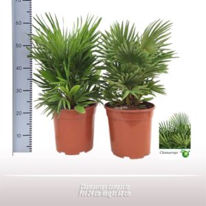 Chamaerops humilis var. argen Chamaerops compacto
(1 Plants/Order)(24cmP 60cmH)