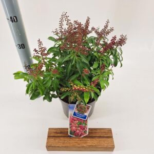 Pieris Passion Pieris jap. 'Passion' PBR
(1 Plants/Order)(19cmP 30cmH)