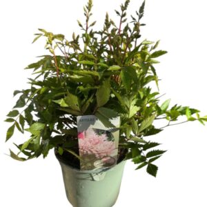 Astilbe Younique Salmon Astilbe Younique Light Pink
(1 Plants/Order)(17cmP 45cmH)