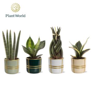 Indoor plants gem. green 4 Types Sansevieria mix in Pot Lauri
(15 Plants/Order)(6cmP 10cmH)