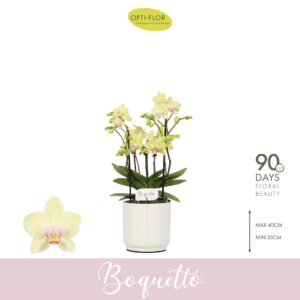 Phalaenopsis Multiflora Boquetto Sensation 3-5 spike in Lazio White
(6 Plants/Order)(12cmP 35cmH)