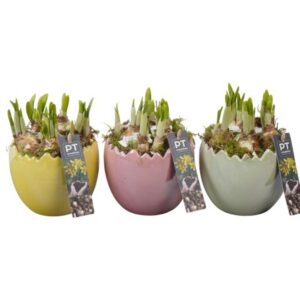 Narcissus Tete a Tete PTNP4491 Arrangement Narcissus Easter in Ceramics ei
(5 Plants/Order)(12cmP 20cmH)