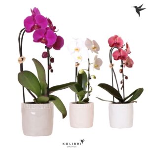 Phalaenopsis Elegant Cascade Kolibri Orchids Phalaenopsis Cascade Niagara Fall mix 1 spike in Stones Pot mix
(6 Plants/Order)(12cmP 50cmH)