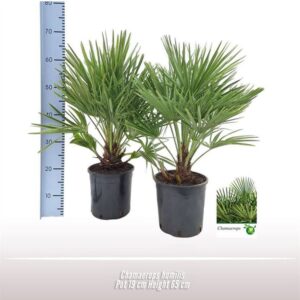 Chamaerops humilis var. argen Chamaerops compacto
(3 Plants/Order)(19cmP 60cmH)
