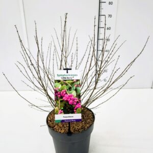 Symphoricarpos (Ground Cover Grp) L Symphoricarpos d. 'Little Berry' 50-60C7
(1 Plants/Order)(25cmP 70cmH)