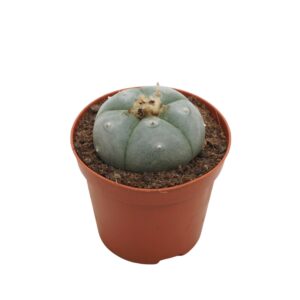Cactus Lophophora williamsii 8,5 cm
(18 Plants/Order)(8.5cmP 12cmH)