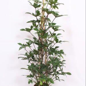 Philodendron pedatum Philodendron pedatum
(1 Plants/Order)(27cmP 160cmH)