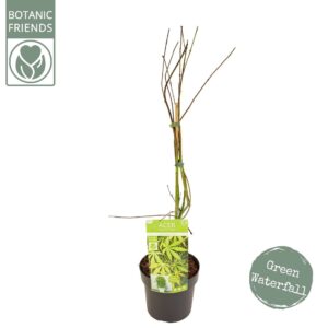 Acer palmatum Acer palm. 'Cascade Emerald' ®
(1 Plants/Order)(19cmP 80cmH)