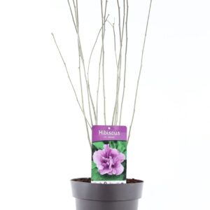 Hibiscus syriacus Hibiscus syr. 'Ardens' P21/C4.6
(1 Plants/Order)(21cmP 85cmH)