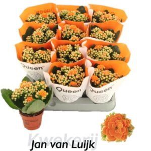 Kalanchoe pink Flowers Agnes Agnes
(20 Plants/Order)(6cmP 14cmH)