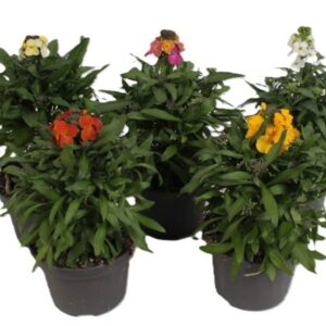 Erysimum mixkar Erysimum Leya Mixkar
(8 Plants/Order)(13cmP 25cmH)