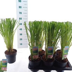 Cortaderia selloana Cortaderia selloana 'Pink Feather'
(1 Plants/Order)(17cmP 55cmH)