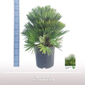 Chamaerops humilis Chamaerops humilis
(1 Plants/Order)(35cmP 100cmH)