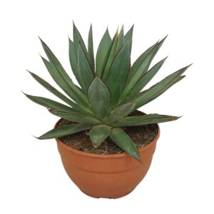 Agave other Macroacantha Agave 'Red edge' 20 cm
(2 Plants/Order)(20cmP 30cmH)