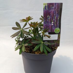 Lupinus Lupinus 'West Country' Masterpiece - 23 cm
(1 Plants/Order)(23cmP 25cmH)